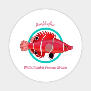 White Banded Possum Wrasse Magnet